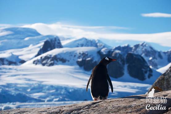 说明: 【南极】偷石头的企鹅