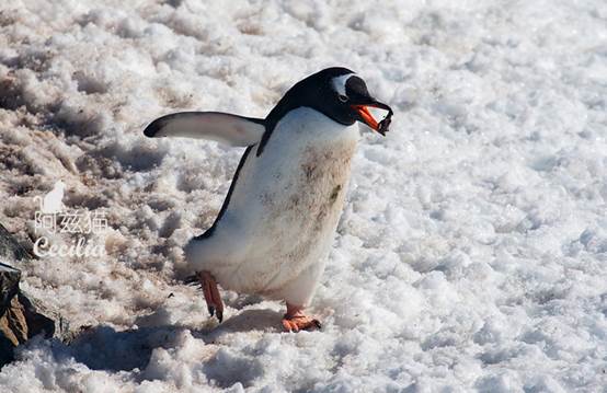 说明: 【南极】偷石头的企鹅